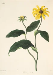 Schwarzäugige Susanne, aus Floral Illustrations of the Seasons, veröffentlicht 1829