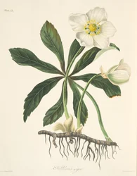 Schwarze Nieswurz oder Christrose, aus Blumenillustrationen der Jahreszeiten, veröffentlicht 1829