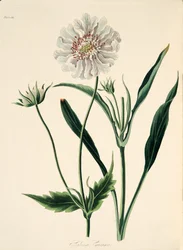 Kaukasische Skabiose, aus Floral Illustrations of the Seasons, veröffentlicht 1829