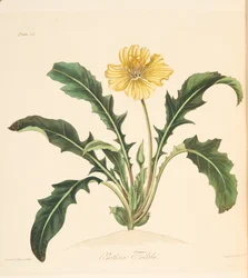 Löwenzahnblättrige Nachtkerze, aus Floral Illustrations of the Seasons, veröffentlicht 1829