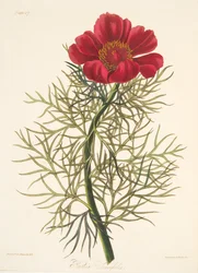 Feinblättrige Pfingstrose, aus Floral Illustrations of the Seasons, veröffentlicht 1829