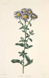 Italienische Aster, aus Floral Illustrations of the Seasons, veröffentlicht 1829
