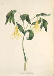 Großblütige Glockenblume, aus Florale Illustrationen der Jahreszeiten, veröffentlicht 1829