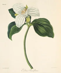 Großblütiger Dreiblatt, aus Florale Illustrationen der Jahreszeiten, veröffentlicht 1829