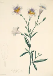 Bemalte Salpiglossis, aus Floral Illustrations of the Seasons, veröffentlicht 1829