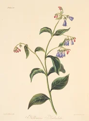 Rispen-Lungenkraut, aus Floral Illustrations of the Seasons, veröffentlicht 1829