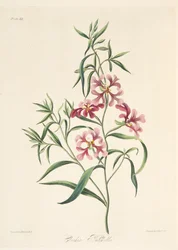 Hübsche Clarkia, aus Floral Illustrations of the Seasons, veröffentlicht 1829