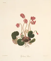 Rundblättriges Alpenveilchen, aus Florale Illustrationen der Jahreszeiten, veröffentlicht 1829