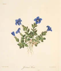 Frühlings-Enzian, aus Florale Illustrationen der Jahreszeiten, veröffentlicht 1829