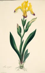 Bunte Iris, aus Floral Illustrations of the Seasons, veröffentlicht 1829
