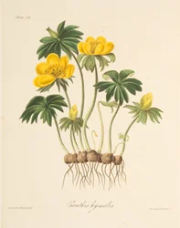 Winterling, aus Florale Illustrationen der Jahreszeiten, veröffentlicht 1829