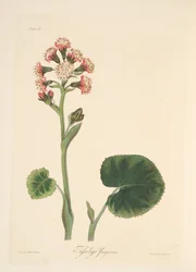 Winter-Heliotrop, aus Florale Illustrationen der Jahreszeiten, veröffentlicht 1829