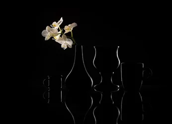 Elegante Orchideen-Silhouetten