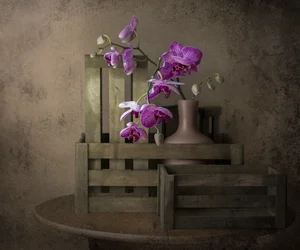 Orchideen und Kisten