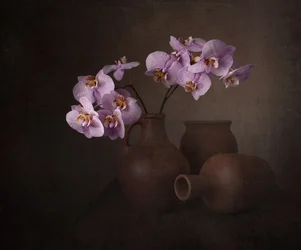 Lila Orchidee Stillleben