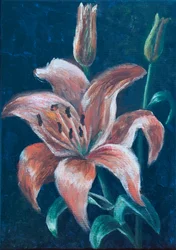 Orange Lilie