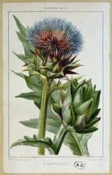 Artischocke, botanische Tafel, graviert von E. Fraillery