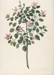 Studie einer Pflanze mit rot-violetten Blüten Sebastiana africana purpurea, 1695