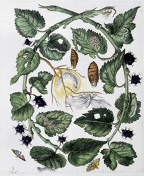 Schmetterlinge und Puppe - Zeichnung von Maria Sibylla Merian, ca. Ende des 18. Jahrhunderts