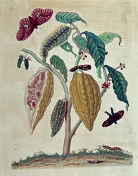 Kakao - in „Allgemeine Geschichte der Insekten von Suriname und ganz Europa“ von Maria Sibylla Merian