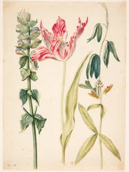 3 Blumen, in der Mitte eine Tulpe