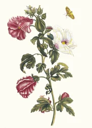 Althea. Aus dem Buch Metamorphosis insectorum Surinamensium, 1705