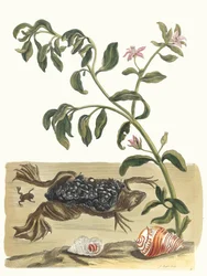 Kresse. Aus dem Buch Metamorphosis insectorum Surinamensium, 1705