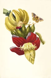 Aus dem Buch Metamorphosis insectorum Surinamensium, 1705