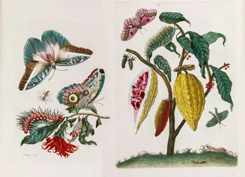 Aus dem Buch Metamorphosis insectorum Surinamensium (1705)