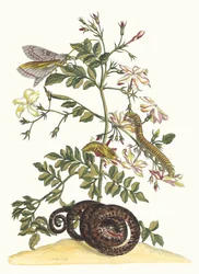 Jasminum grandiflorum. Aus dem Buch Metamorphosis insectorum Surinamensium, 1705