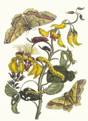Pallisaden-Baum. Aus dem Buch Metamorphosis insectorum Surinamensium, 1705