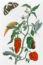 Spanischer Pfeffer / M.S.Merian