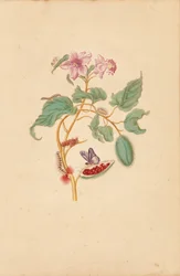 Der Rocu-Baum mit Raupen, Motten und Schmetterlingen