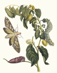 Zursak. Aus dem Buch Metamorphosis insectorum Surinamensium