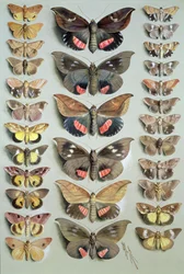 Papuanische Motten, 1917-18