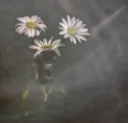 Ruhige Gänseblümchen im Nebel