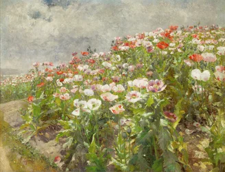 Mohnblumen in Blüte