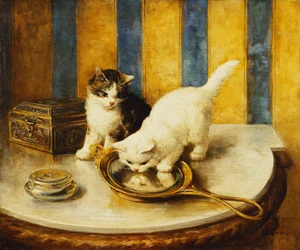 Katzenreflexionen