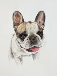 Glückliche Französische Bulldogge