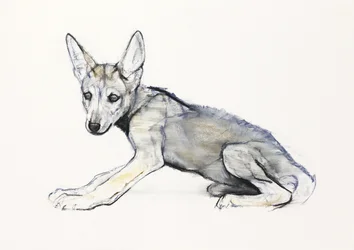 Jugendlicher arabischer Wolfswelpe, 2009