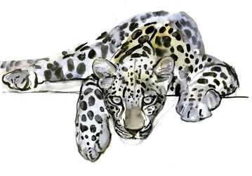 Arabischer Leopard, 2008
