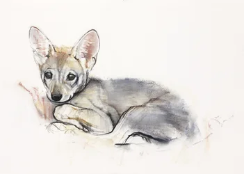 Gekräuselter Arabischer Wolfswelpe, 2009