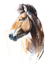 Wüstenspirit (Przewalski), 2013