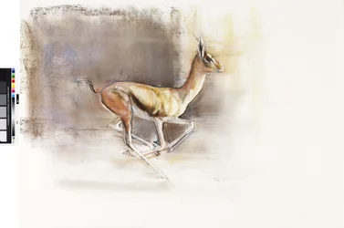 Wüstenwind (Arabische Gazelle), 2010