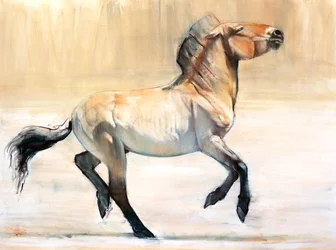 Equus (Przewalski), 2014