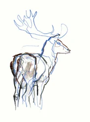 Damhirsch