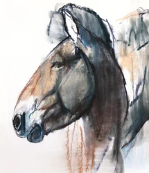 Kopfstudie, Przewalski, 2013 (Detail)