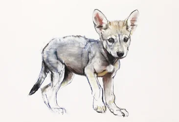 Zögernder arabischer Wolfswelpe, 2009
