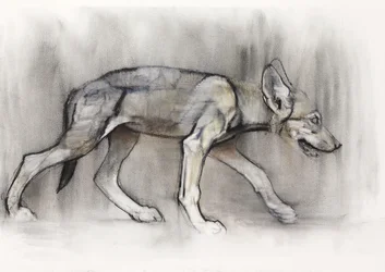 Magerer Welpe (Arabischer Wolf), 2009