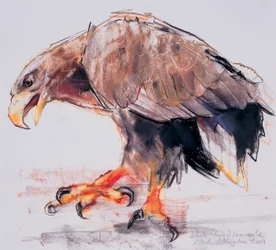 Raubvogel, 2001